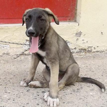 Η Κλειώ ψάχνει οικογένεια!