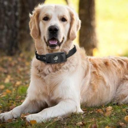 "Εξυπνο" κολάρο για σκύλους