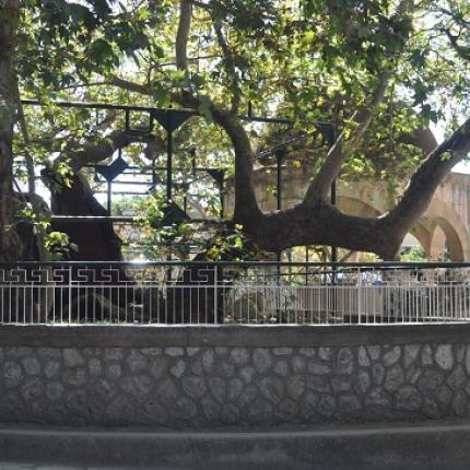 Το Δέντρο του Ιπποκράτη στο Εθνικό Ιδρυμα Υγείας των ΗΠΑ