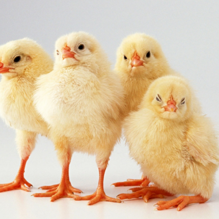 Ακόμη και τα κοτόπουλα μετρούν από τα αριστερά προς τα δεξιά!