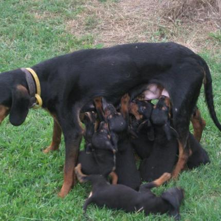 Και στη Κρήτη πρόγραμμα καταπολέμησης λύσσας για τα σκυλιά  κτηνοτρόφων 
