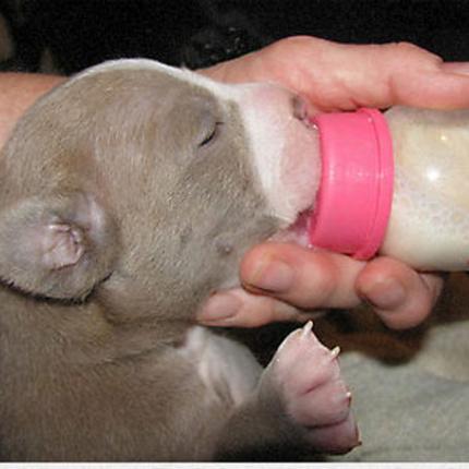 Καταδίκη 45χρονου που πετούσε τα κουτάβια στη λίμνη!