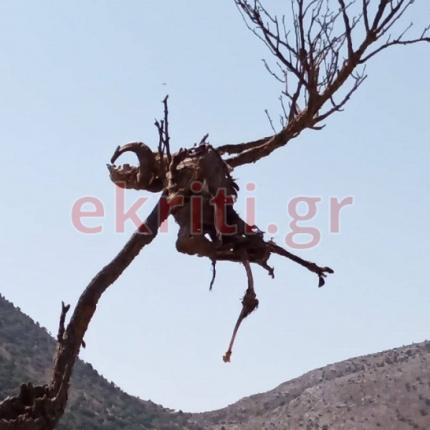 κουφάρι ζώου