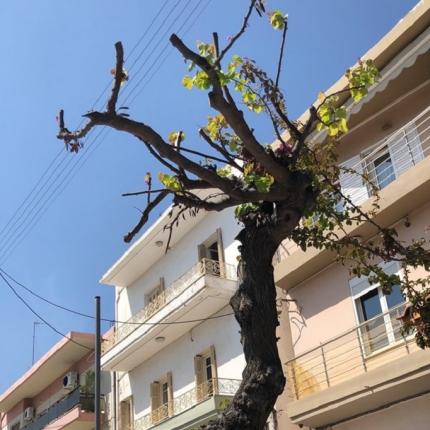 κουτσουπιά