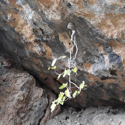 κρεμαστη συκια