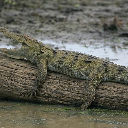 Θα μείνει ή θα φύγει ο "Σήφης" από το Φράγμα Ποταμών;