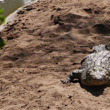 Ρέθυμνο: Τελικά συνεχίζουν να ταΐζουν .. κοτόπουλα τον Σήφη