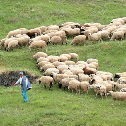 κτηνοτροφια, κτηνοτροφος