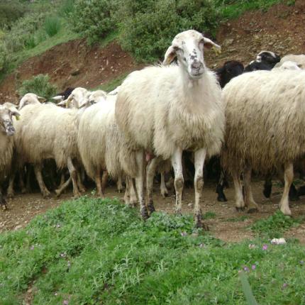 "Η  κτηνοτροφία της  χώρας μας, έρμαιο της κυβερνητικής ανευθυνότητας"