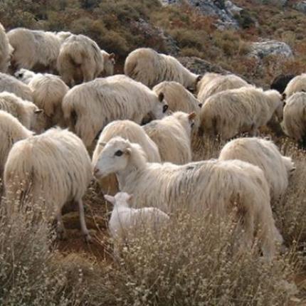 "Θύμα των χειρισμών Τσαυτάρη και η βιολογική κτηνοτροφία στην Κρήτη"