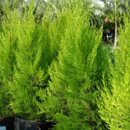 κυπαρισοειδή