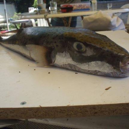 λαγοκέφαλος