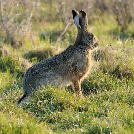 Ηράκλειο: Στήνουν τέλια για λαγούς... και πιάστηκε παιδάκι!