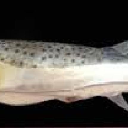 Απάντηση του ΥΠΑΑΤ στο ζήτημα του λαγοκέφαλου