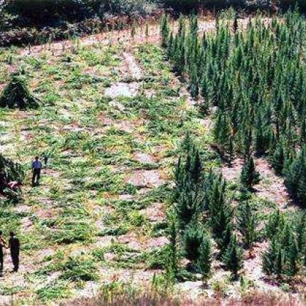 Έπεσε το "Γαλατικό χωριό" Λαζαράτι με τους χασισοβολώνες