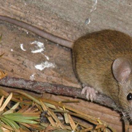 Χανιά: 'Αγνωστα παραμένουν τα αίτια θανάτου του 20χρονου ποδοσφαιριστή