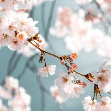 ανθισμένη  αμυγδαλιά.jpg