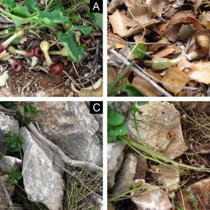 λουλούδι - ψόφιο έντομο