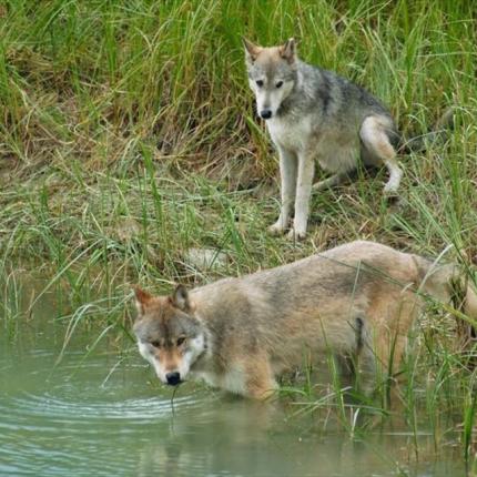 Λύκοι Δανίας