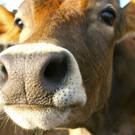 Κρούσμα της νόσου των «τρελών αγελάδων» στον Καναδά