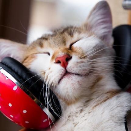 main-cat-music.jpg