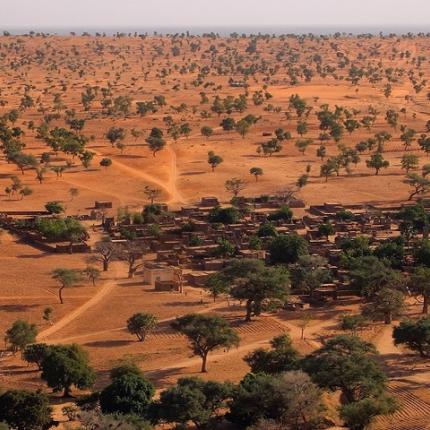 έρημος Αφρικής δέντρα