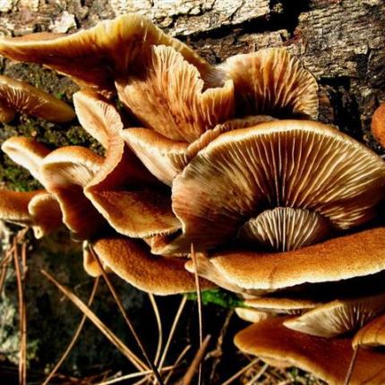 Χανιά: "Μακριά από άγρια μανιτάρια" προειδοποιεί η Δ/νση Δημόσιας Υγείας