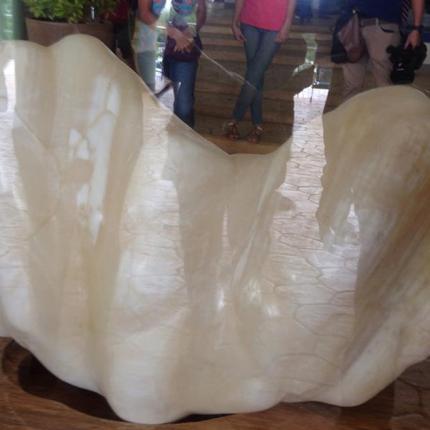 μαργαριταρι φιλιππινες