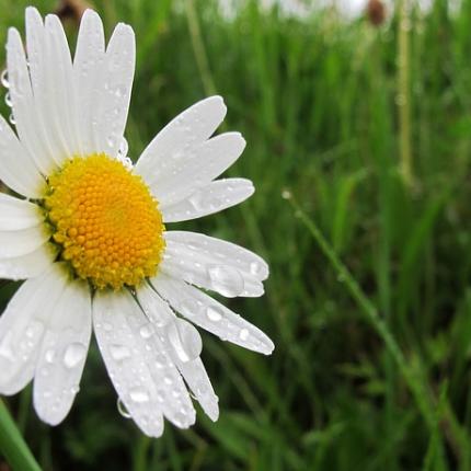 marguerite-342614_640.jpg