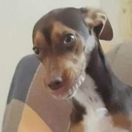 σκύλος μασέλα