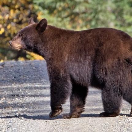 Αρκούδα εισέβαλε σε φαρμακείο στις ΗΠΑ (βίντεο)
