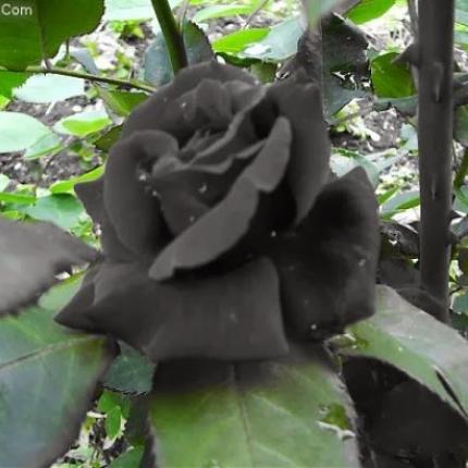 Τα σπάνια μαύρα τριαντάφυλλα της Τουρκίας