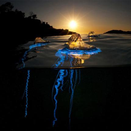 Μέδουσα που ... φωσφορίζει τη νύχτα!