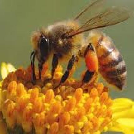 Απειλή για την αναπαραγωγή των φυτών η μείωση των πληθυσμών μέλισσας