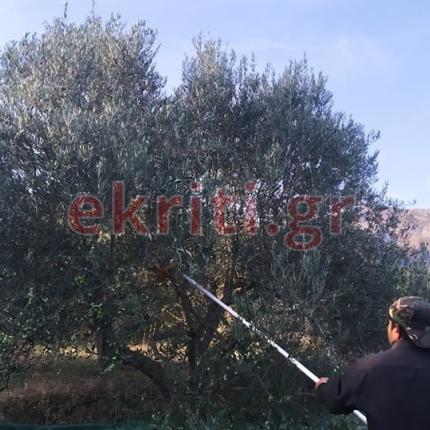 Λιομάζωμα στο Μεσοχωριό