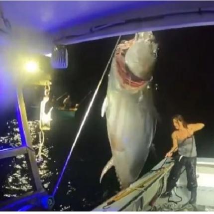 ΨΑΡΕΜΑ ΤΟΝΟΣ