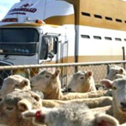 μεταφορά ζώων