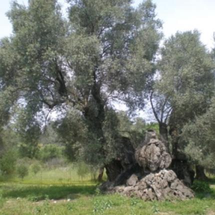 Είδος προς ... εξαγωγή τα αιωνόβια Κρητικά ελαιόδεντρα