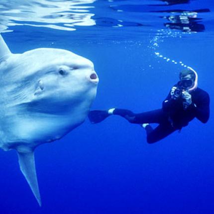 mola1.jpg