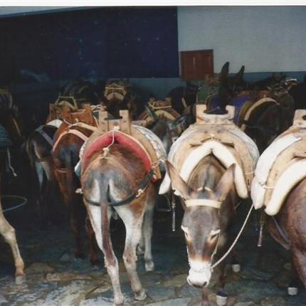 Αλβανία: Με τα ...μουλάρια "έρχεται" το χασίς στην Ελλάδα