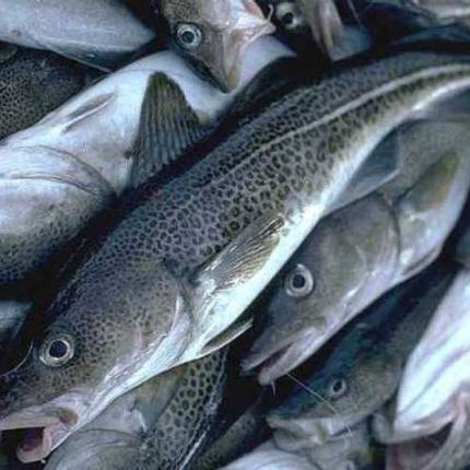 μπακαλιάρος