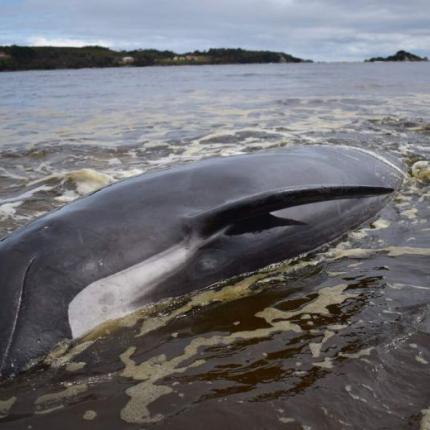νέα ζηλανδία