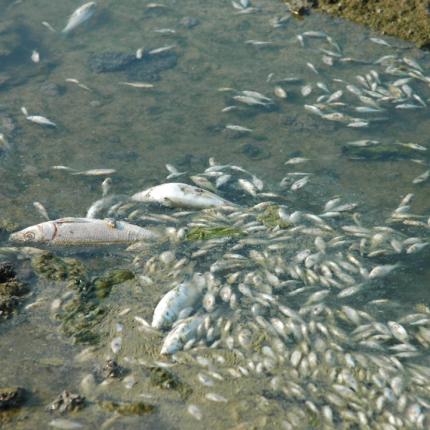 Τόνοι από νεκρά ψάρια σε λίμνη στο Μεξικό