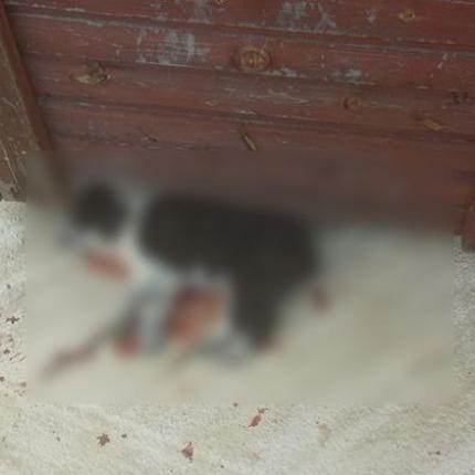 Κτηνωδία στα Χανιά: Σκότωσαν σκύλο με το κουτάβι του!