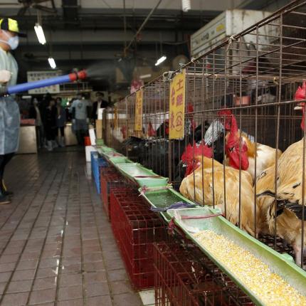 Κρούσμα της γρίπης των πτηνών εντοπίστηκε  στην Βουλγαρία