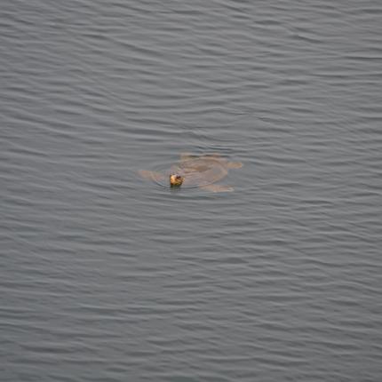 νικόλας άγιος νικόλαος