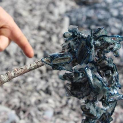 μυστηριώδη πλάσματα