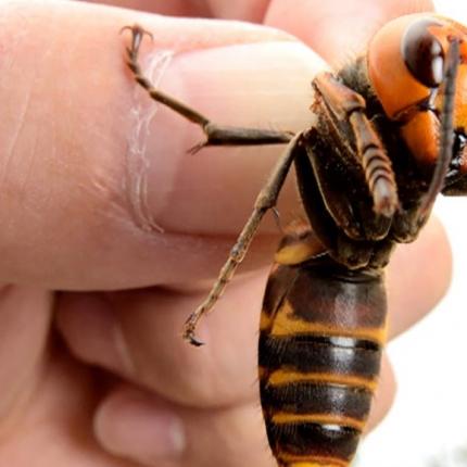 σφήκα φονιάς