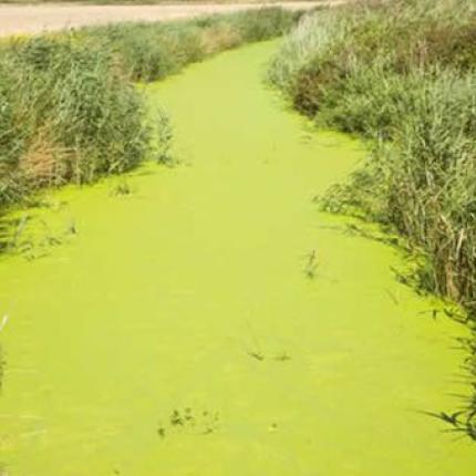 νιτρορυανση