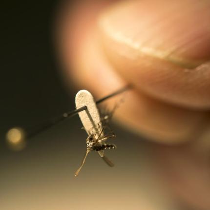 κουνουπι,ζηκα